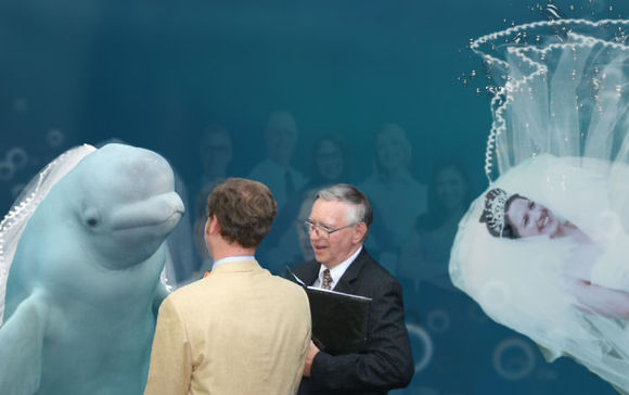 O beluga a fost martoră la o nuntă, iar imaginea a devenit virală. Internauţii au creat cele mai tari meme-uri (Galerie foto)