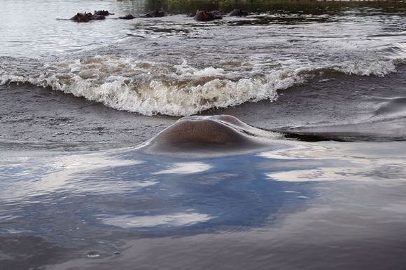 Când animalele atacă: un hipopotam nervos a atacat nişte turişti - Galerie Foto
