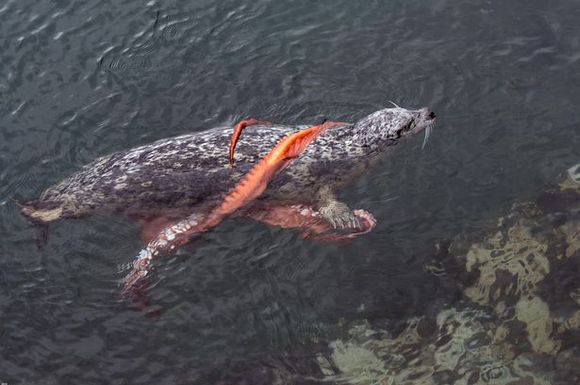 Lupta dintre o caracatiță gigantă și o focă, în fotografii incredibile (Galerii Foto)