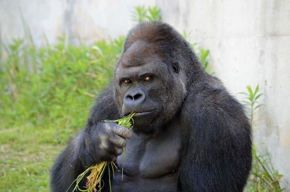 Gorila chipeşă, care a înnebunit femeile din Japonia. Cum arată ea (Galerie Foto)