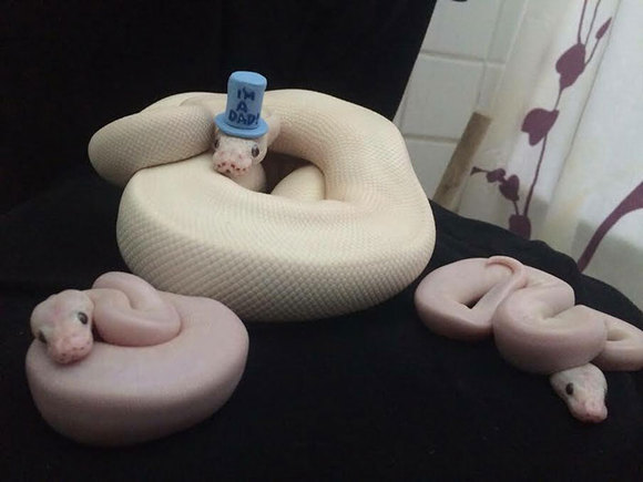 Îţi este frică de şerpi? Pune-le o pălărie pe cap (Galerie foto)