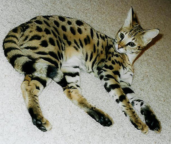 Savannah cat (Pisică domestică + Serval)