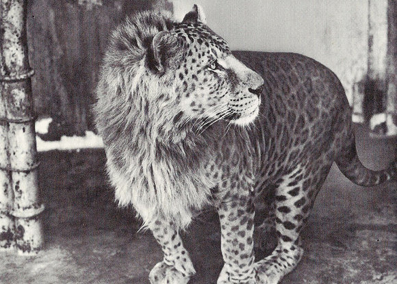 Leopon (mascul leopard + femelă leu)
