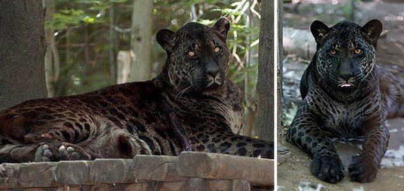 Jaglion (Mascul Jaguar + Femelă leu)