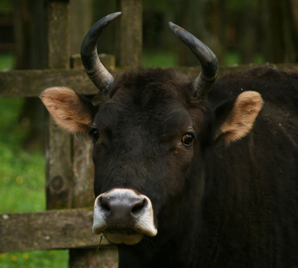 Zubron (vacă + bişon european)