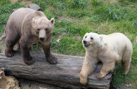 Grolar bear (Urs Polar + Urs brun)