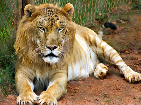 Tigon (Mascul tigru, femelă leu)