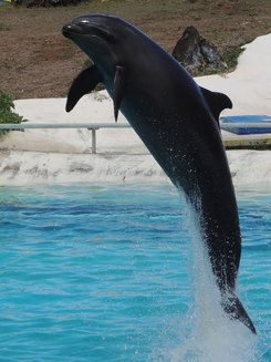 Wholphin (Mascul Balenă Ucigaşă Falsă + Femelă Delfin Bottlenose)
