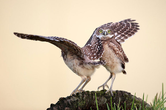 Cele mai amuzante fotografii cu animale au fost premiate. Care este câştigătoarea din 2015 (Galerie Foto)