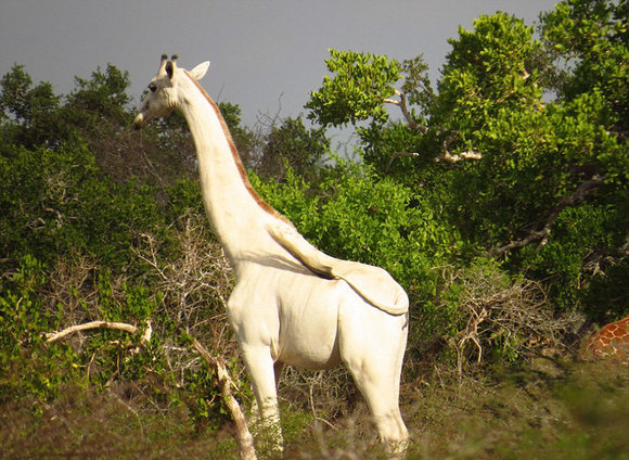 Apariție foarte rară: o girafă albă a fost surprinsă în Kenya (Galerie Foto)