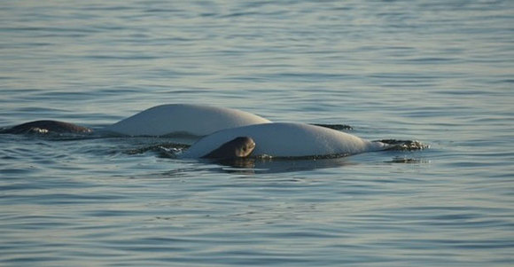 Pui de balenă Beluga, salvat de un copil - (Galerie Foto)
