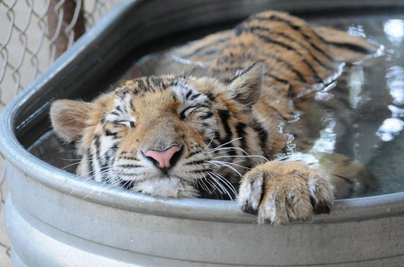Tigru ce cântărea un sfert din greutatea normală, salvat de la circ. Cum s-a recuperat micuțul (Galerie Foto)