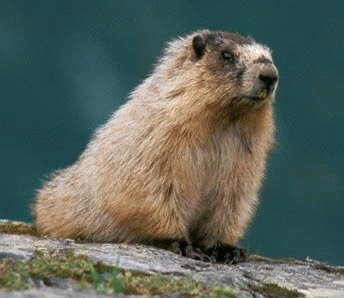Marmota alpina (Marmota marmota)