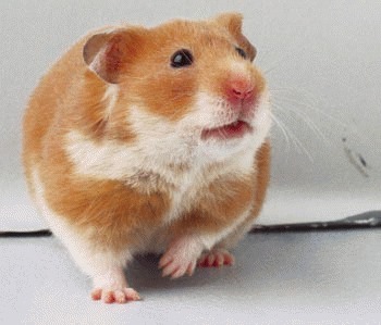 Hamsterul auriu (Mesocricetus auratus)