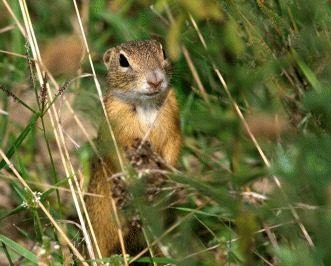 Popandaul (Spermophilus citellus)