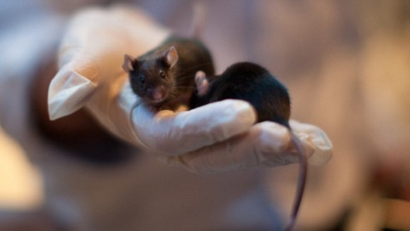 „Umanizarea” animalelor: unor şoareci le-a fost transplantată o „genă a limbajului” de la om