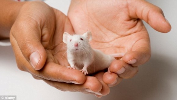 Muzica șoarecilor: masculii le fac femelelor serenade neauzite de urechea umană