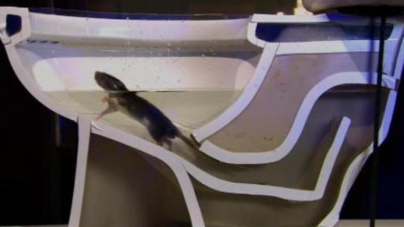 Cum reușesc șobolanii să pătrundă în băi, prin vasele de toaletă – VIDEO