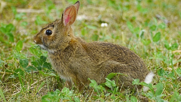 Iepurele codiţă de bumbac – caracteristici, habitat şi curiozităţi