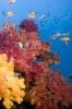 Recifurile de corali distruse isi vor reveni in zeci de ani