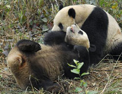 Ursi panda