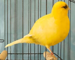 Border canary