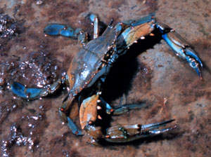 crabul albastru