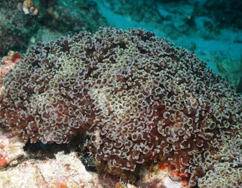 coral pietros
