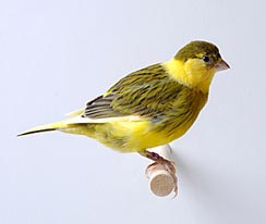Fife canary