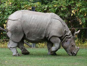 rinocer Javan