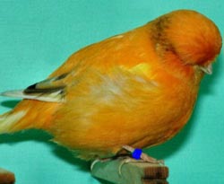 Norwich canary