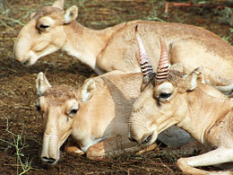 Antilopele Saiga