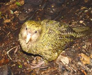 Papagalul Kakapo