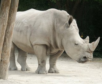 rinocer alb