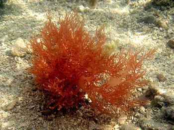 alge marine
