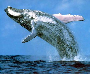 balena cu cocoasa