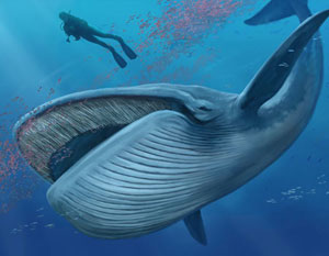 Balenele pierd în greutate - piscine-supraterane.ro