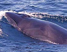 balena sei