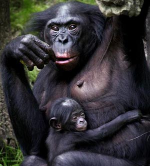 cimpanzeul bonobo