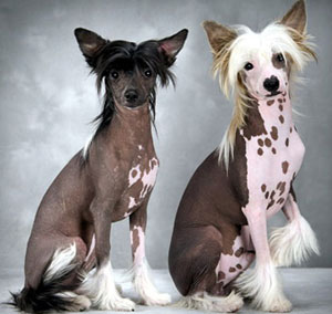 actually Mosque Repentance Cainele chinezesc cu creasta Chinese crested dog - zooland.ro