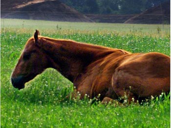Higroma genunchiului (carpului) la cai