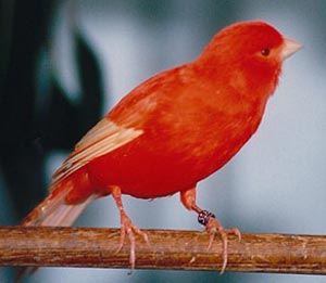 red factor canary
