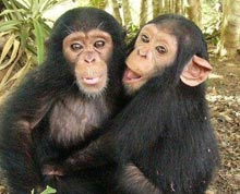 cimpanzei mici