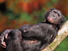 cimpanzeu