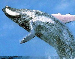 balena cocoasa