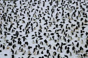 colonie pinguini