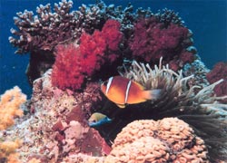 corali