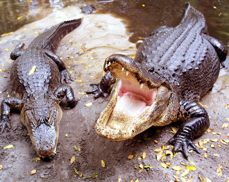 crocodili