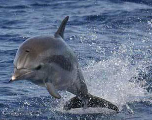 delfinul
