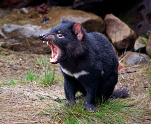 diavol tasmania